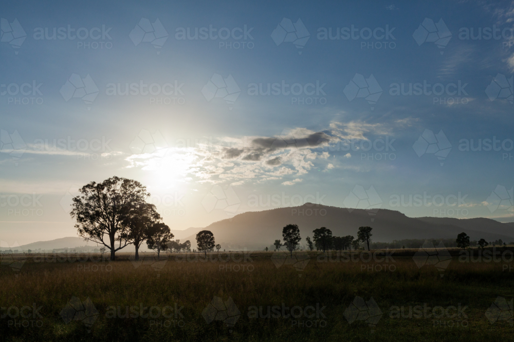 Australian summer sunrise in rural landscape with gum trees silhouetted in paddock - Australian Stock Image