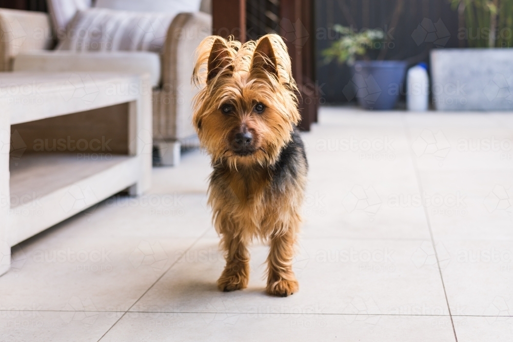 Image of australian terrier - Austockphoto