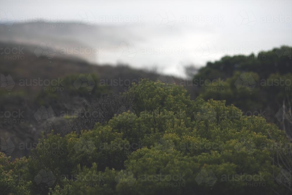 Australian vegetation with beach in the background - Australian Stock Image