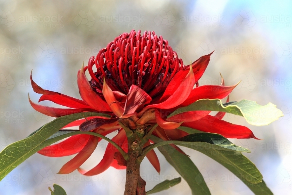 Australian Waratah in flower growing in natural habitat. - Australian Stock Image