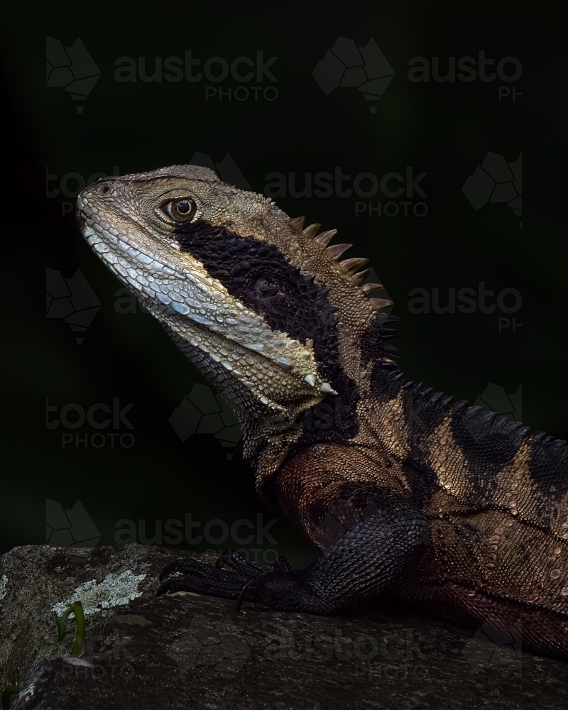 Australian Water Dragon - Australian Stock Image