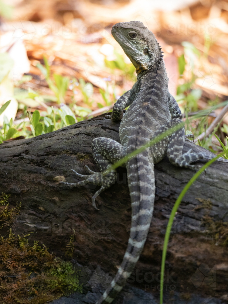 Australian water dragon - Intellagama lesueurii - Australian Stock Image