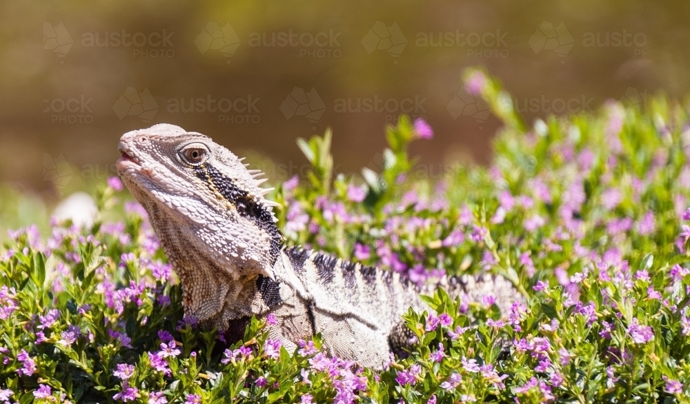 Australian Water Dragon sitting in a bush - Australian Stock Image