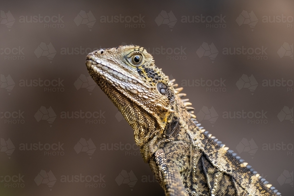 Australian Water Dragon sitting on a rock in the wild - Australian Stock Image