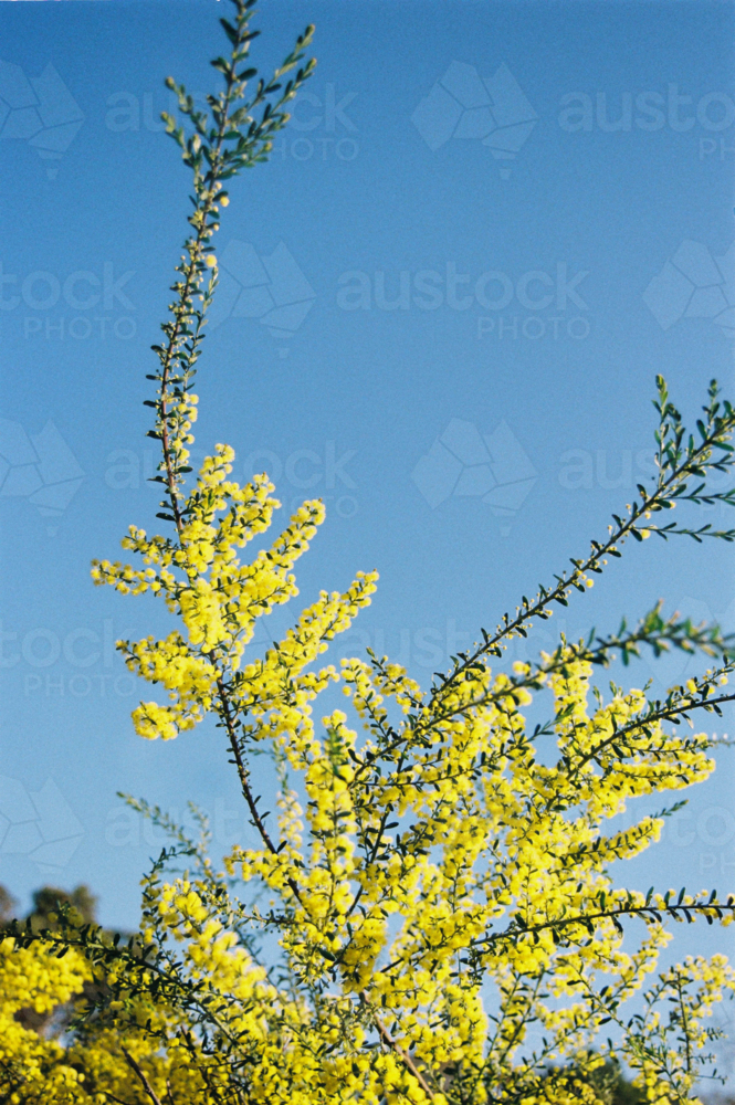 Australian Wattle Blossoms Against a Clear Blue Sky - Australian Stock Image