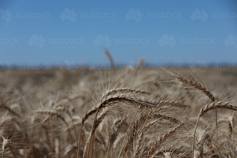 Australian Wheat Close Up - Australian Stock Image