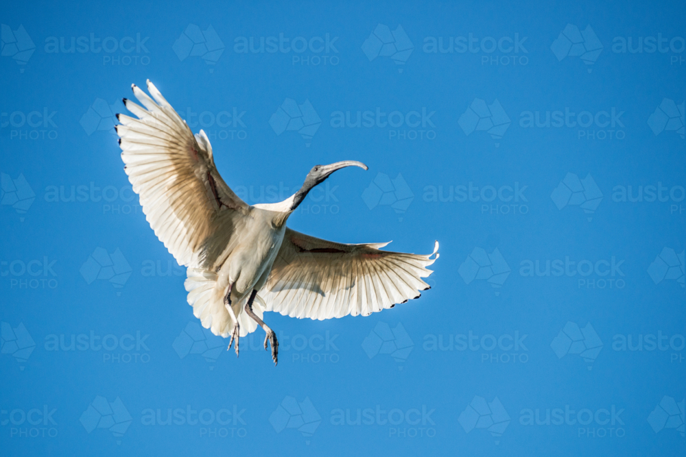 Image of Australian white ibis landing with wings outstretched ...