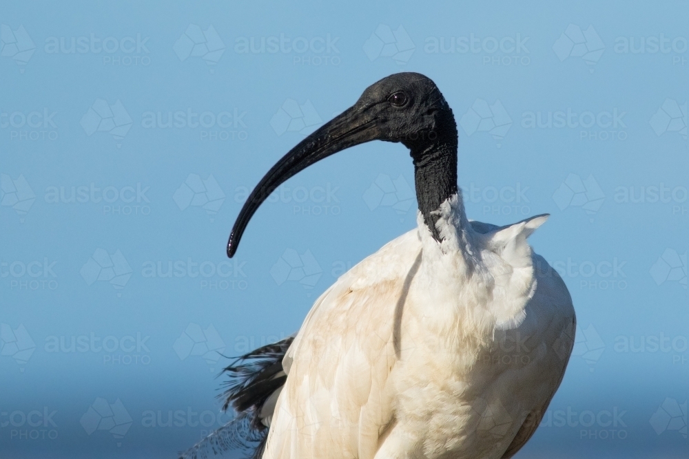 Australian White Ibis standing against a blue sky - Australian Stock Image