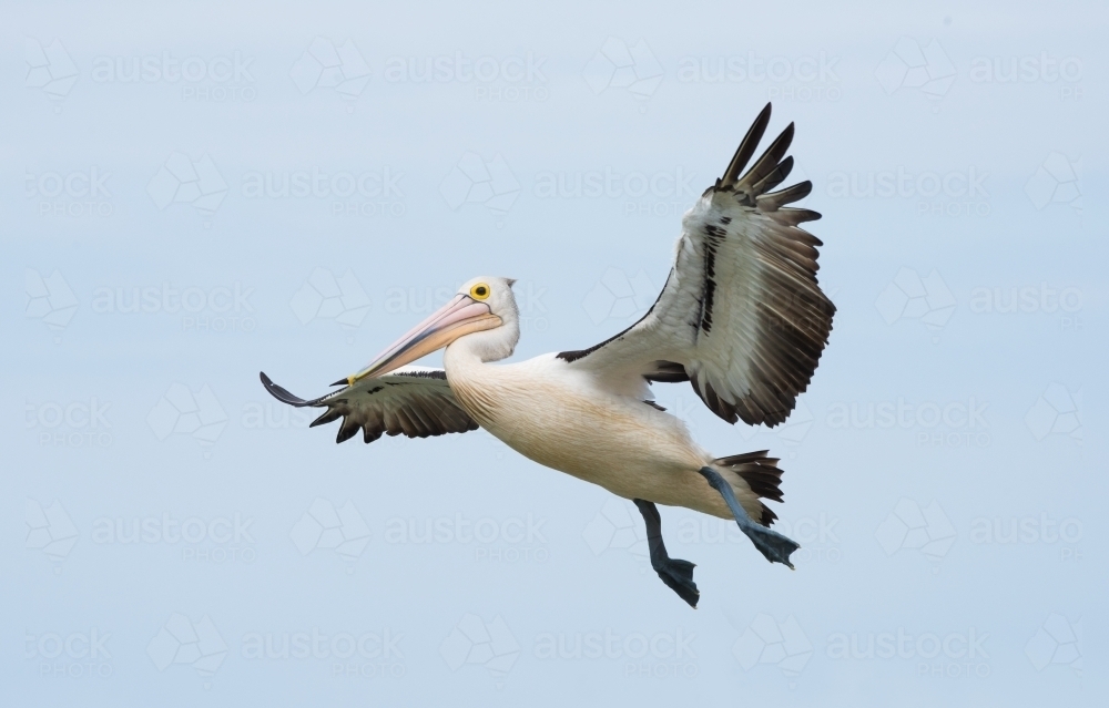 Australian white pelican flying overhead on a blue sky with cloudy mist background. - Australian Stock Image