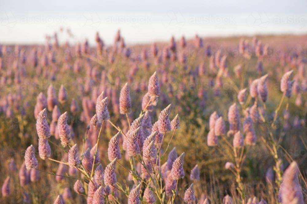 Australian wildflowers at sunrise - Australian Stock Image