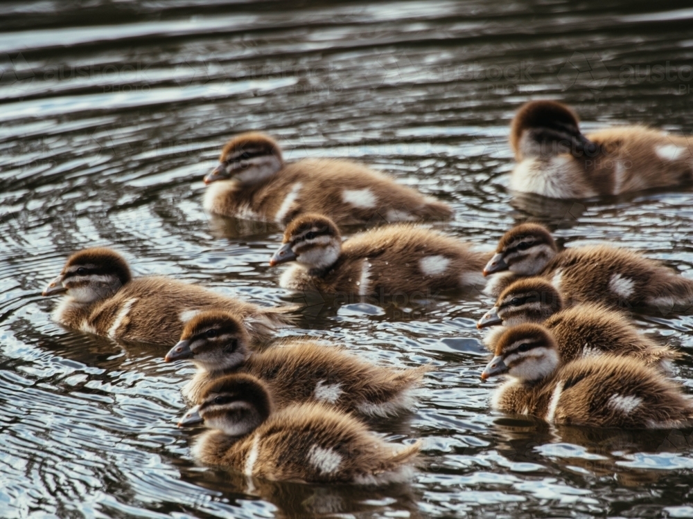 Australian wood ducklings in a pond - Australian Stock Image
