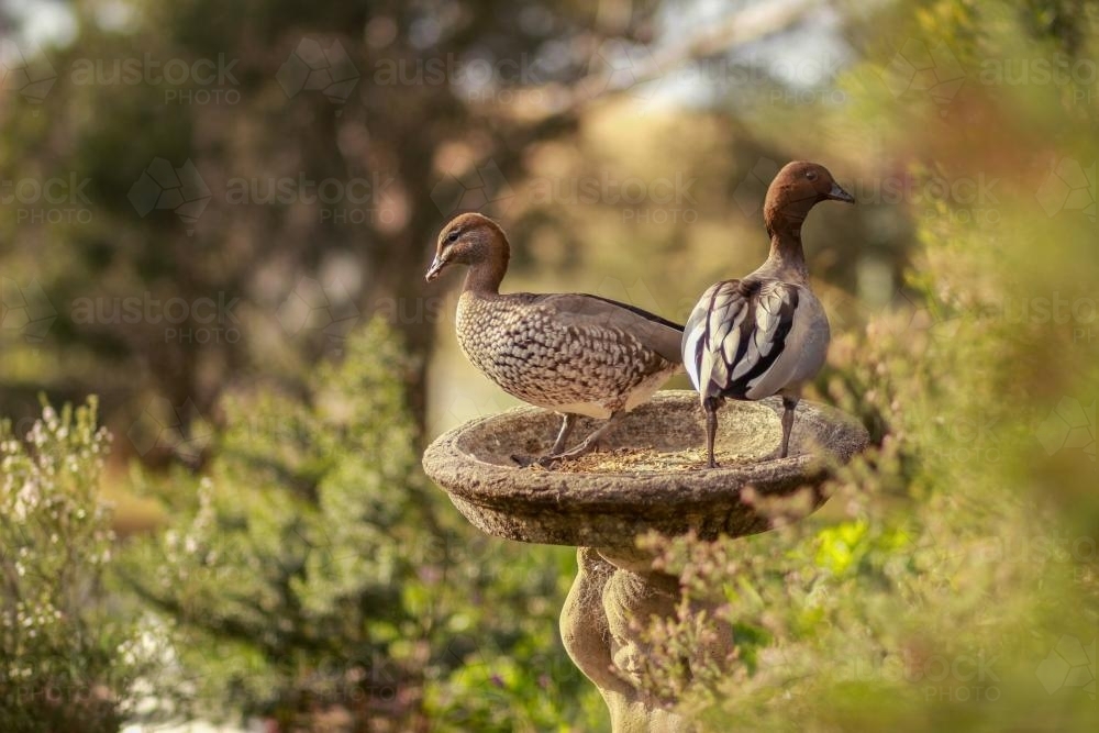 Australian wood ducks standing on a bird feeder - Australian Stock Image