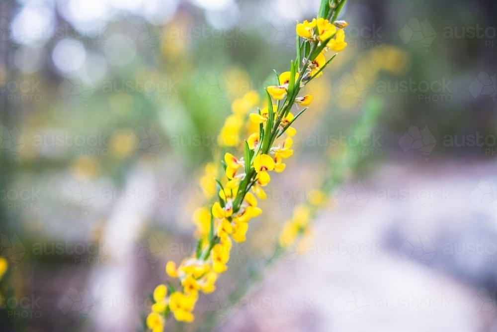 Australian Yellow Native Pea plant in focus - Australian Stock Image