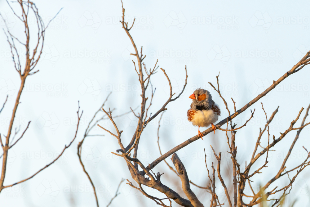 Australian zebra finch (Taeniopygia guttata) perched on bare branch against clear blue sky - Australian Stock Image