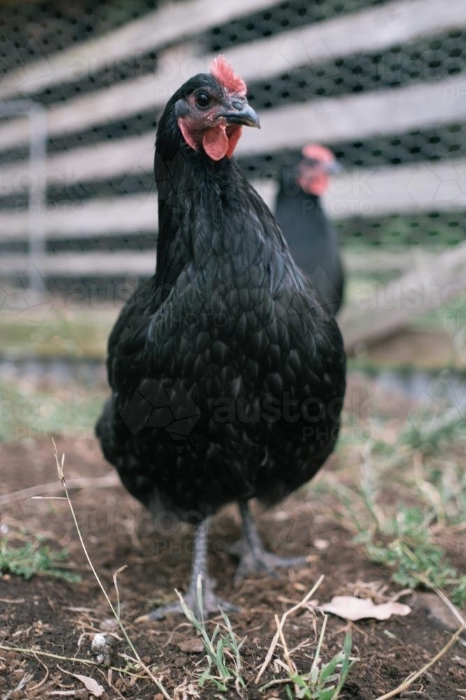 Image of Australorp Chicken Breed Austockphoto Image of Australorp Chicken Breed Austockphoto