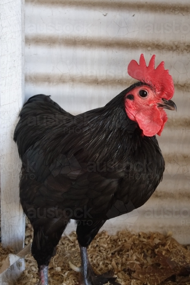 Image of Australorp Chook at country show Austockphoto