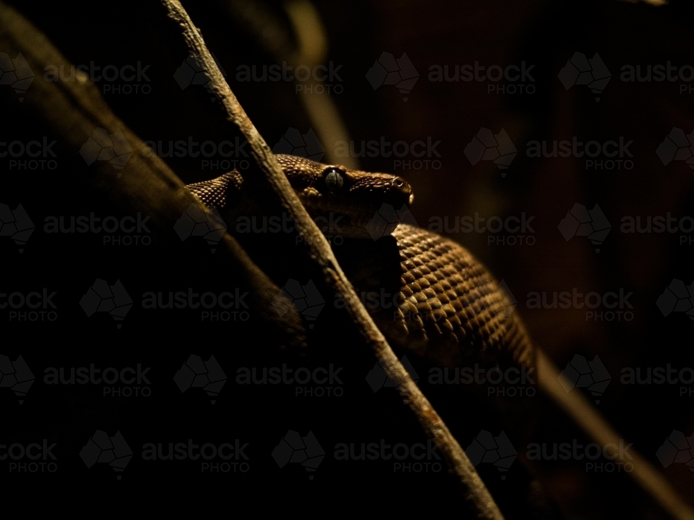 Autralian Snake with dim lighting - Australian Stock Image