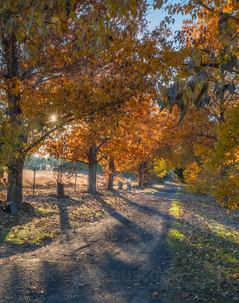 Autumn colour and a country driveway - Australian Stock Image