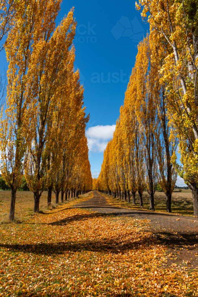 Autumn colour in New England - Australian Stock Image