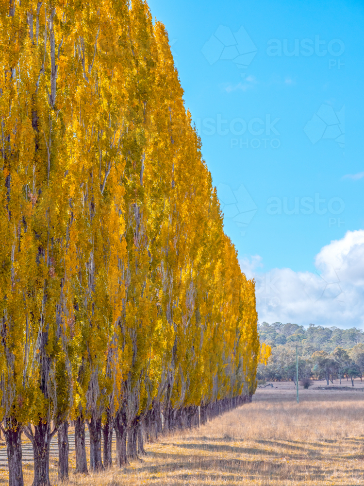 Autumn colour in New England - Australian Stock Image