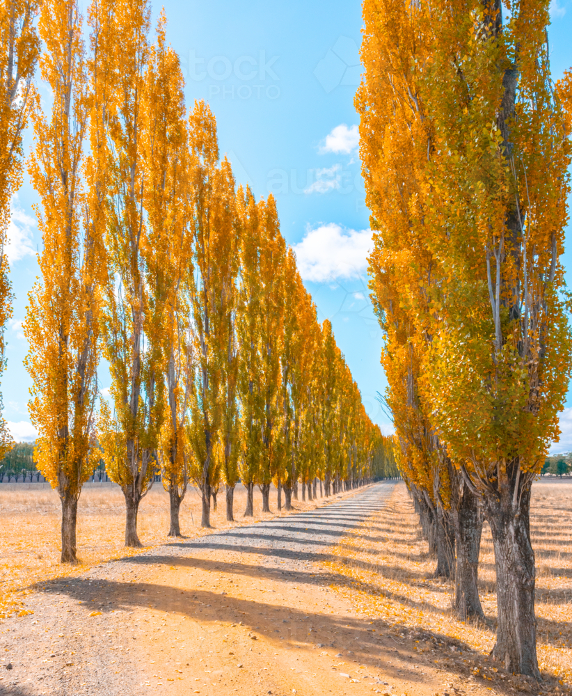 Autumn colour in New England - Australian Stock Image
