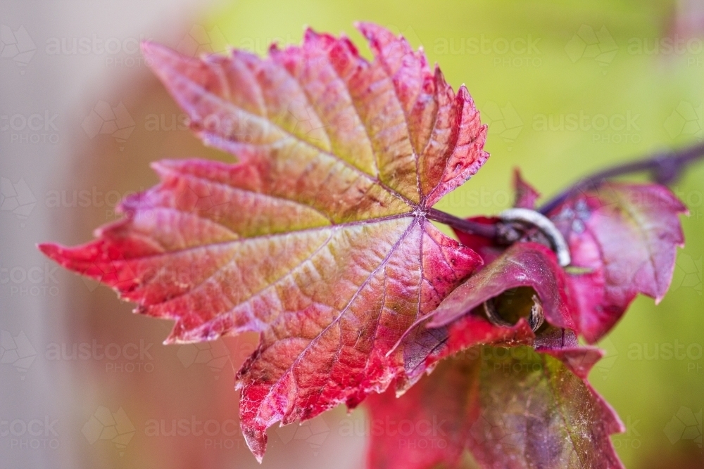 Autumn coloured grape leaves - Australian Stock Image