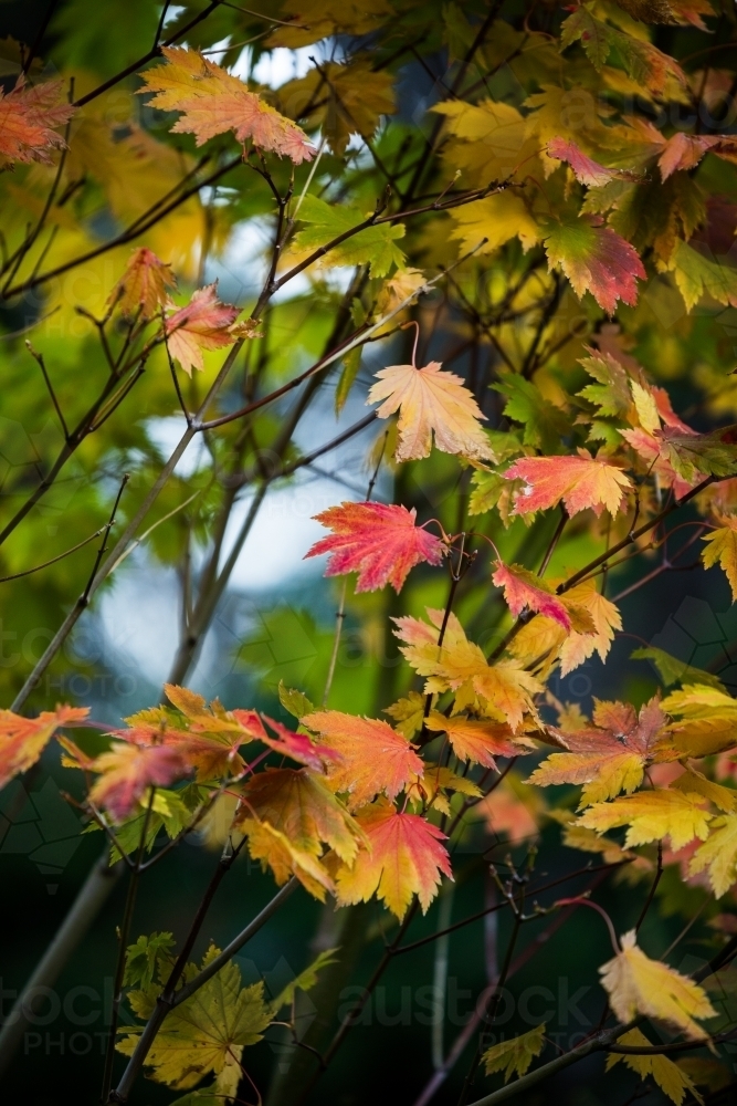 autumn coloured leaves, vertical - Australian Stock Image
