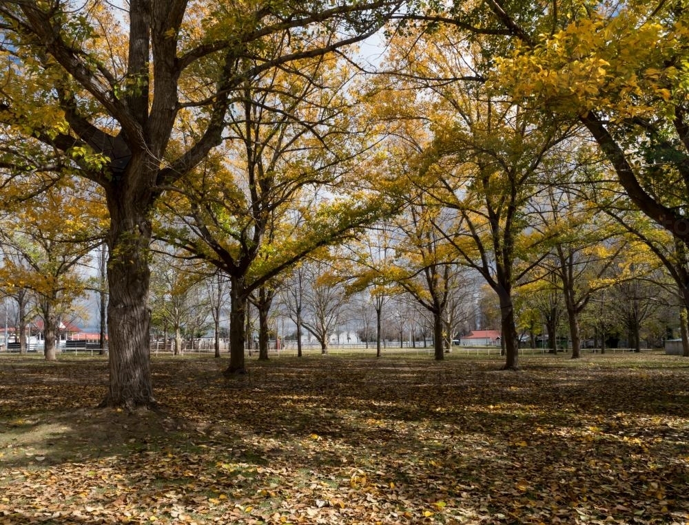 Autumn coloured trees on the Glen Innes Showground - Australian Stock Image