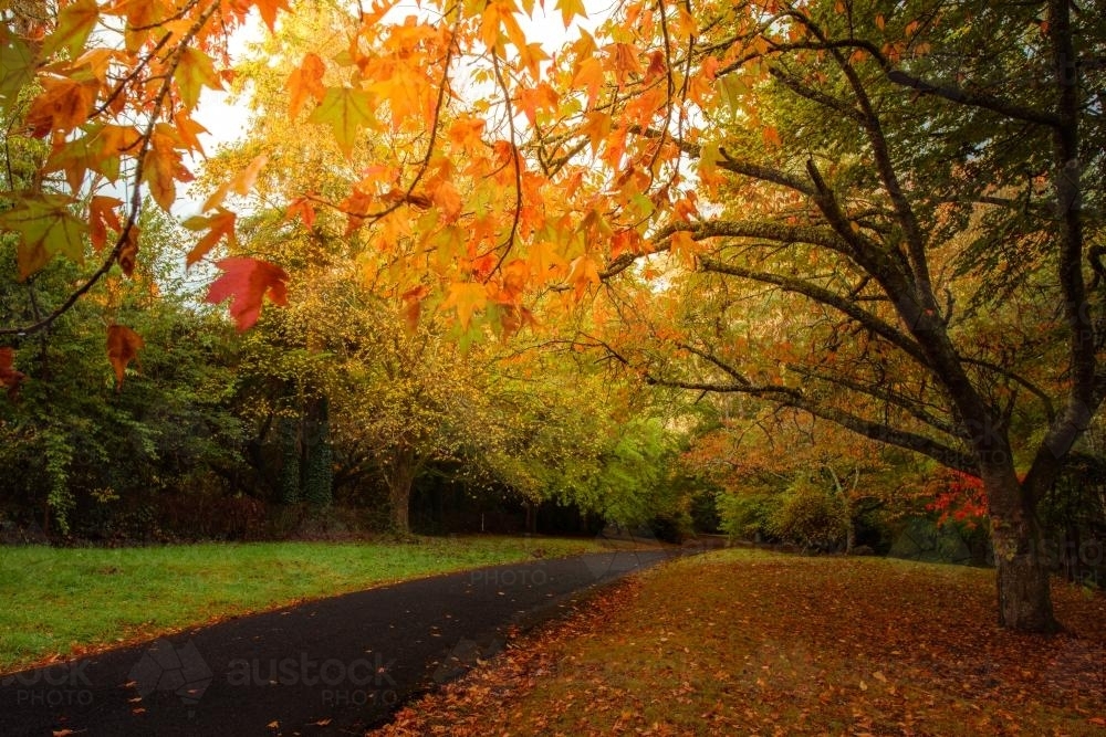 Autumn colours along The Avenue in Mt Wilson - Australian Stock Image