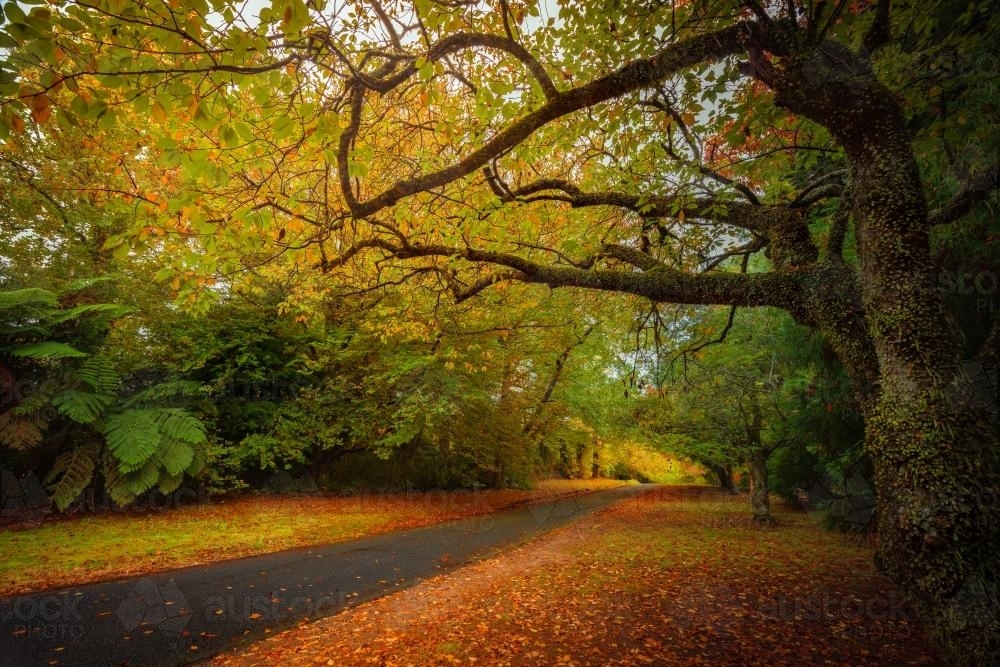 Autumn colours along The Avenue in Mt Wilson - Australian Stock Image
