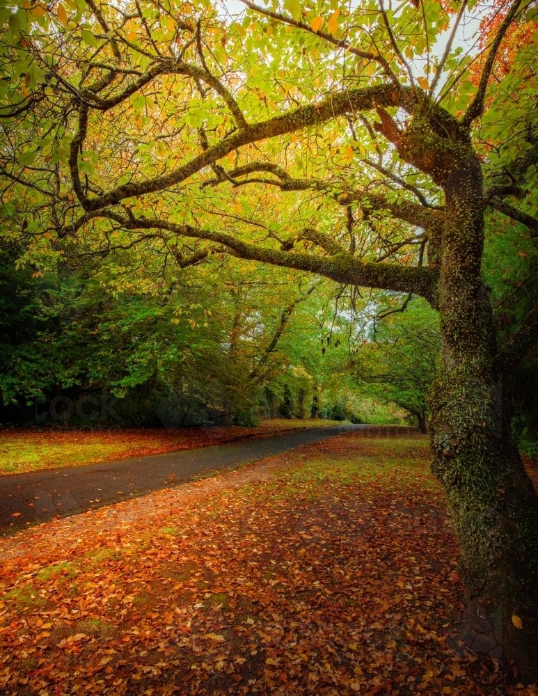 Autumn colours along The Avenue in Mt Wilson - Australian Stock Image