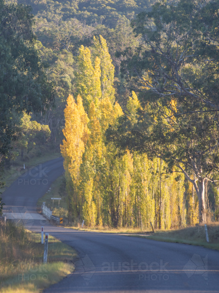 Autumn colours on trees beside country road - Australian Stock Image