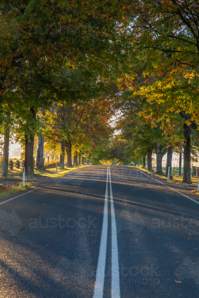 Autumn colours on trees beside country road - Australian Stock Image