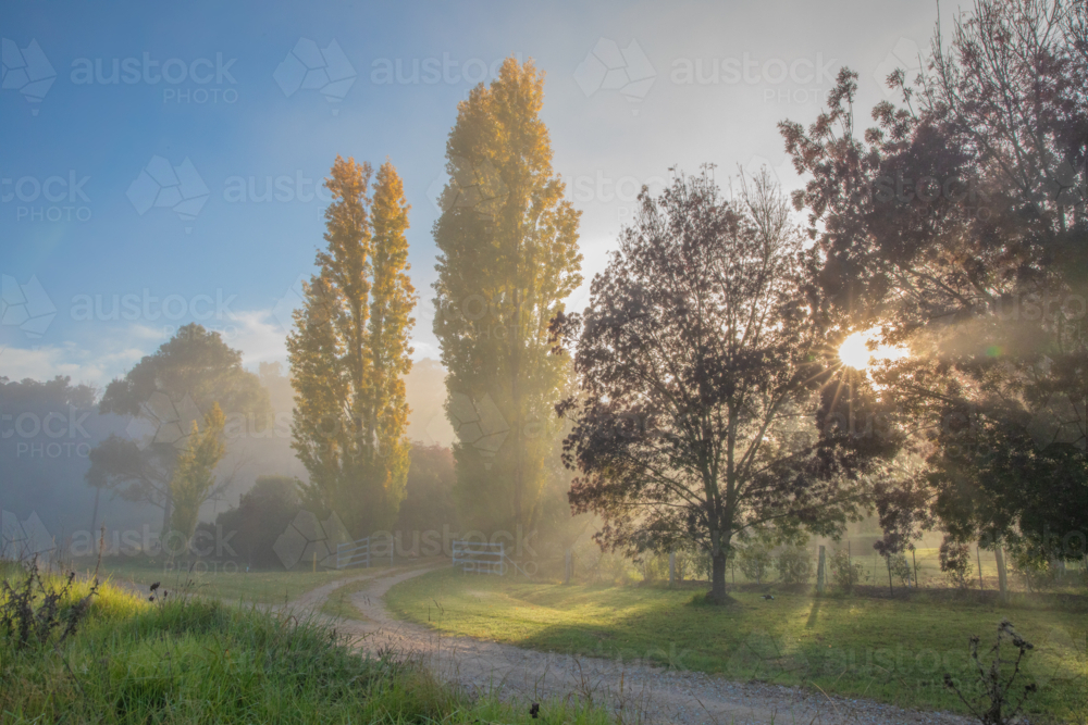 Autumn colours on trees beside country road - Australian Stock Image