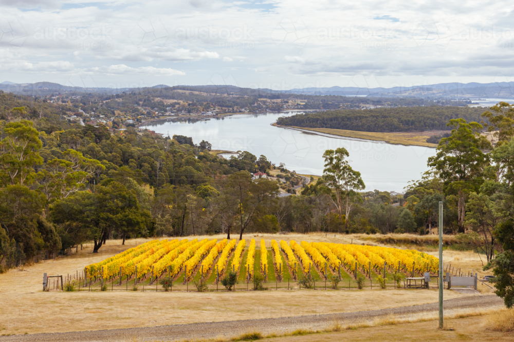 Autumn day with yellow and yellow coloured vines in the Tamar Valley near Launceston Tasmania - Australian Stock Image