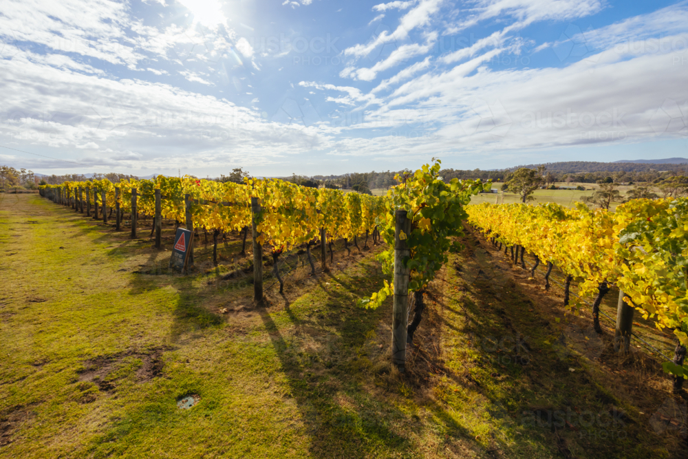 Autumn day with yellow coloured vines in the Tamar Valley near Launceston Tasmania - Australian Stock Image