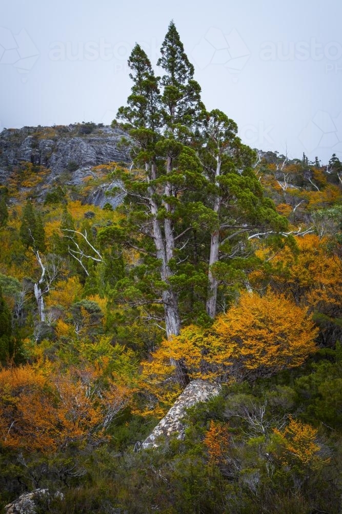 Autumn fagus and pencil pine - Australian Stock Image