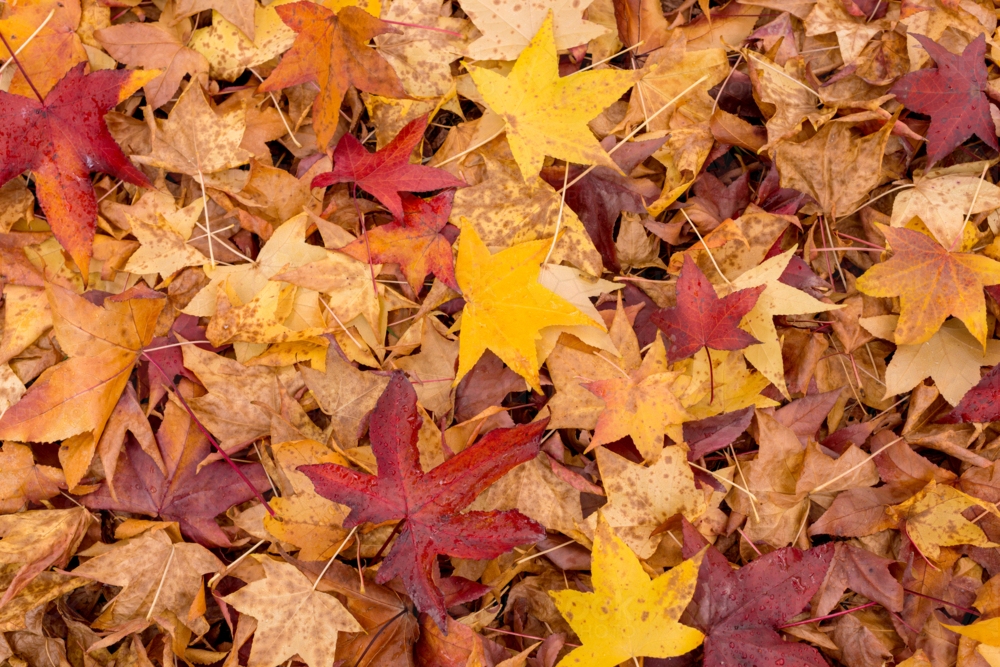 Autumn forest floor leaves - Australian Stock Image