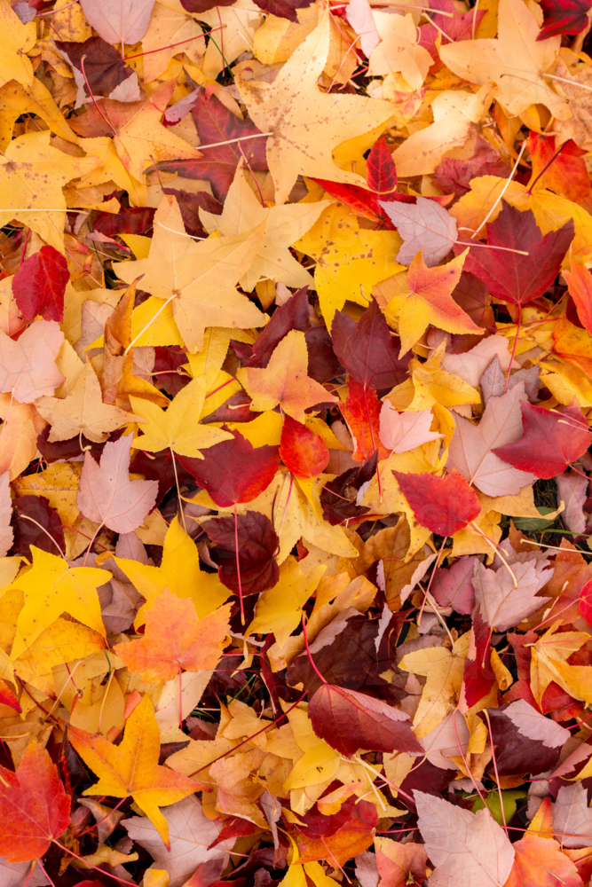 Autumn forest floor leaves - Australian Stock Image