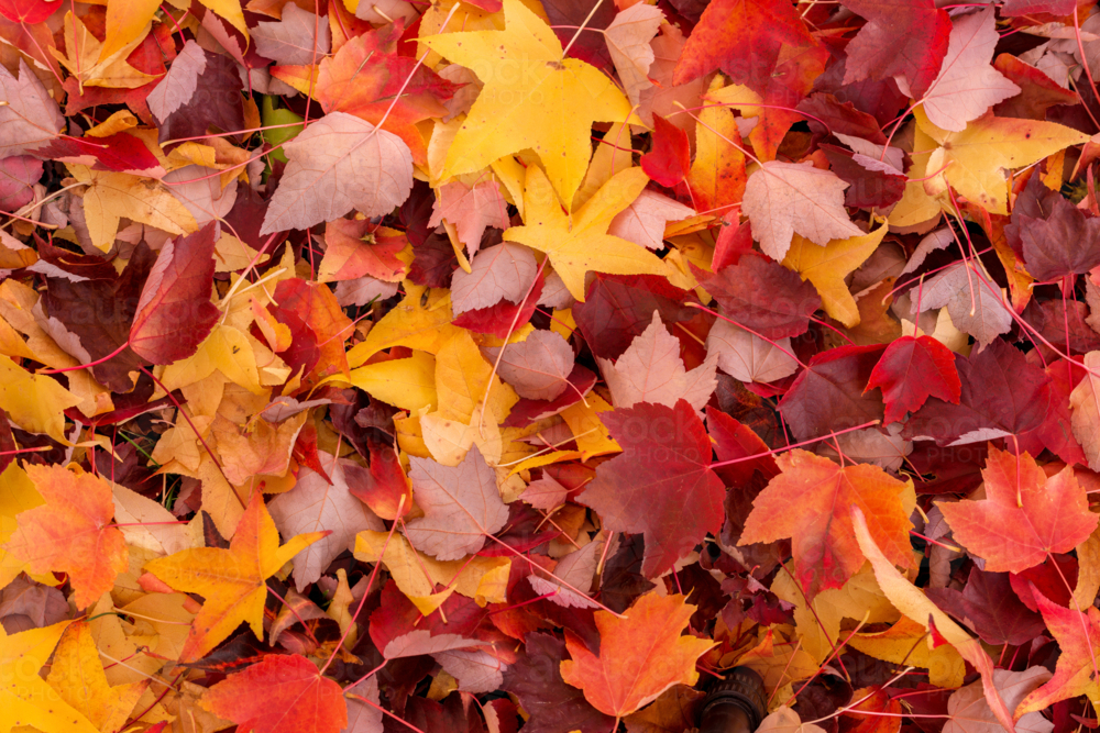 Autumn forest floor leaves - Australian Stock Image