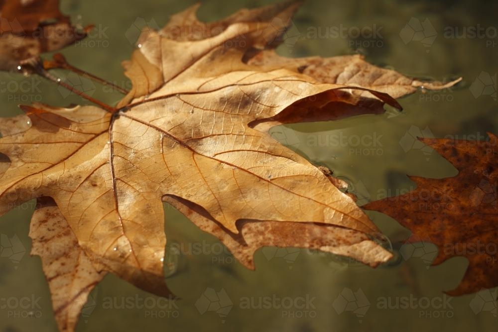Autumn leaf in water - Australian Stock Image