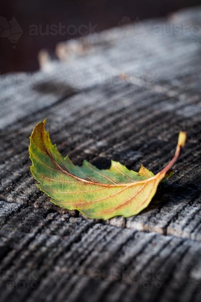 Autumn leaf on a tree stump - Australian Stock Image
