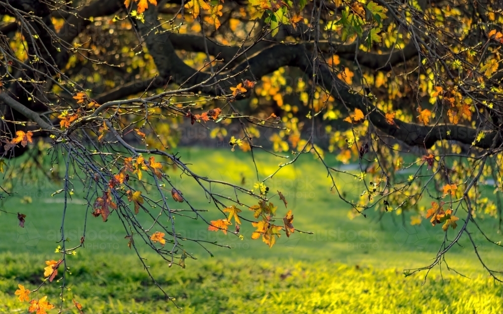 Autumn leaves and foliage against a sunny background - Australian Stock Image