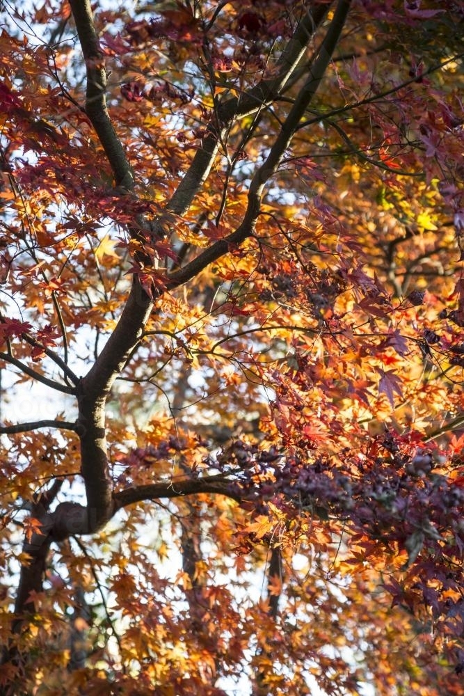 Autumn Leaves - Australian Stock Image