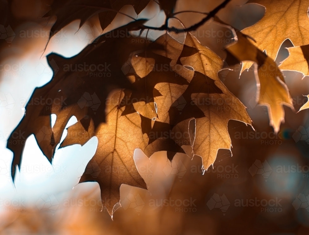 Autumn Leaves - Australian Stock Image