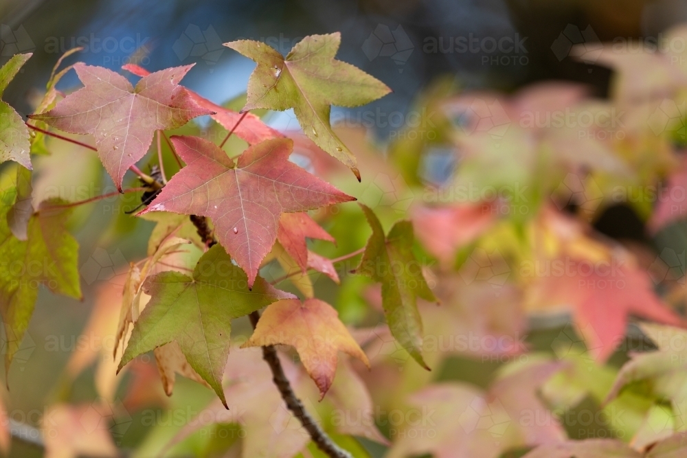 autumn leaves - Australian Stock Image
