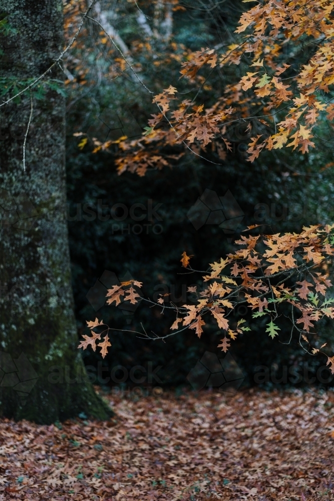 Autumn Leaves - Australian Stock Image