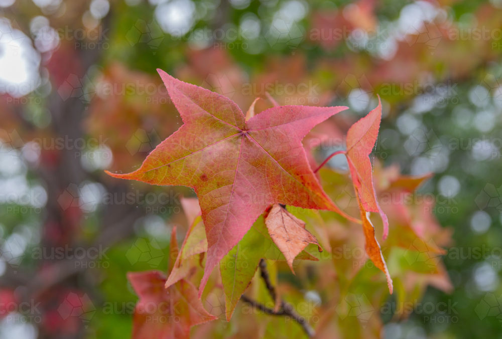 Autumn leaves - Australian Stock Image