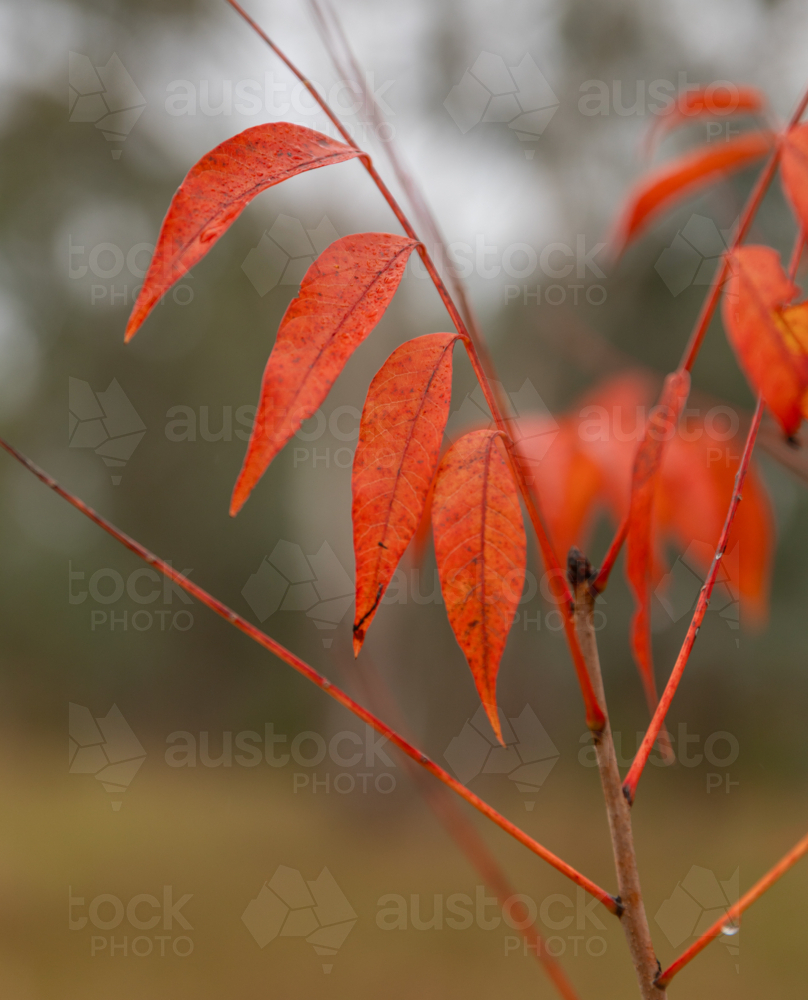 Autumn leaves - Australian Stock Image