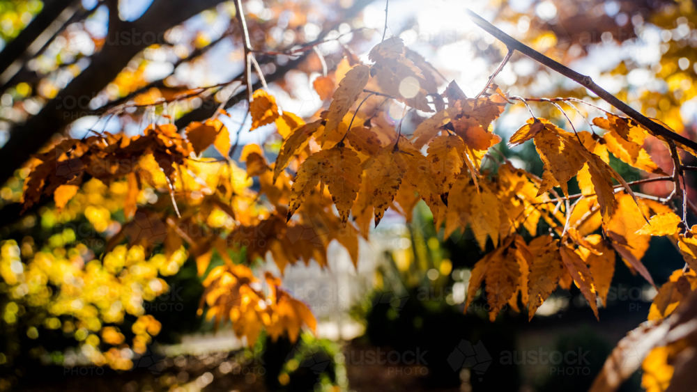 Autumn Leaves - Australian Stock Image